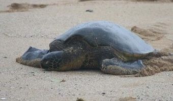 61-313 Kamehameha Hwy U, Haleiwa, HI 96712