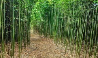 1444 W Kuiaha Rd, Haiku, HI 96708