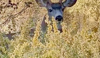 830 Snively Gulch Rd, Adrian, OR 97901