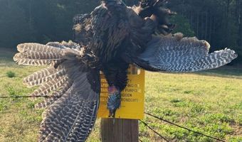 1037 Cr 300, Big Creek, MS 38914