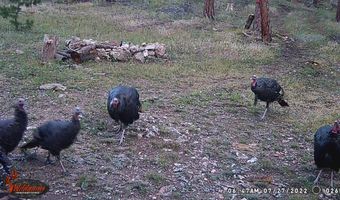 Old Camp Rd, Bellvue, CO 80512