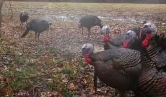 Pleasant Hill Road, Ashland, MS 38603