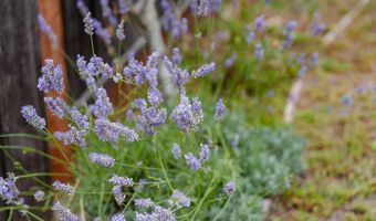 461 Saint Andrews Dr, Aptos, CA 95003