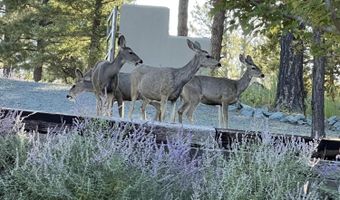 106 Donkey Ct, Alto, NM 88312