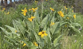 Tbd Nwne DEER HAVEN Road, Bondurant, WY 82922