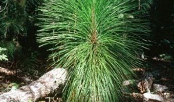 1025 Old Dairy Rd, Ailey, GA 30410