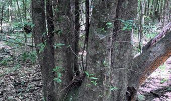 North Palestine Road, Baldwyn, MS 38824