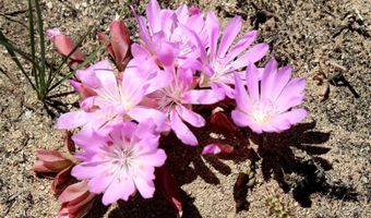 Stagecoach Spur W unit 935-3 935-3, Belfry, MT 59008