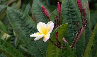 143 Alalele Pl, Hana, HI 96713