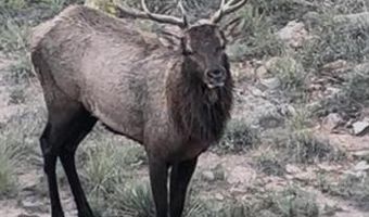 000 County Road 40.2 Poitry Canyon Ranch, Branson, CO 81027