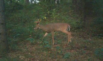 8752 HWY A, Almond, WI 54909