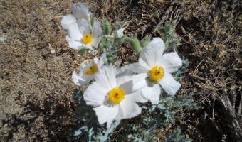 8210 Ml Crk Rd, Battle Mountain, NV 89820