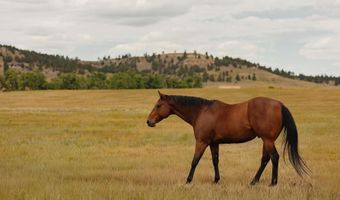 Robinson Road, Belle Fourche, SD 57717
