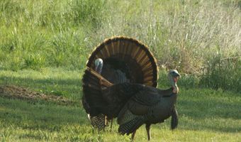 5565 State Hwy B, Appleton City, MO 64724