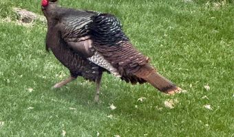 1173 Cygnet Trl, Bigfork, MT 59911