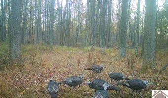 Sandy Branch Road, Bardwell, KY 42023