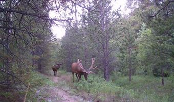 County Road 59, Allenspark, CO 80510