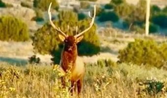 000 County Road 40.2 Poitry Canyon Ranch, Branson, CO 81027