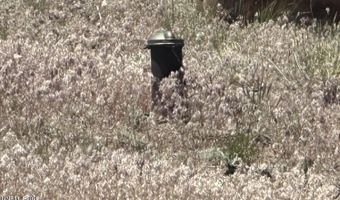 930 Cavelti Rd, Gardnerville, NV 89410