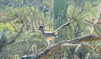 8619 E SILVER SADDLE Dr, Carefree, AZ 85377