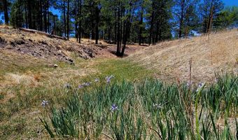Tbd STONE CREEK RD CR 2117, Alpine, AZ 85920