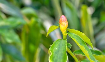 59-439 Alapio Rd, Haleiwa, HI 96712