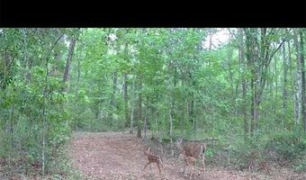 4814 NW 244 Ave, Alachua, FL 32615