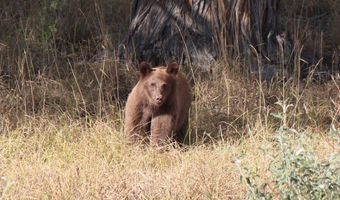 nhn Ruby Creek Road unit 946-18 946-18, Belfry, MT 59008