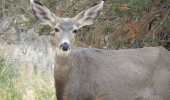 9-6 4-1C2 Crazy Bear Rd, Alton, UT 84710
