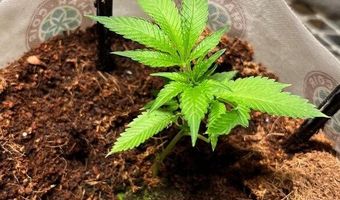 420 Reiten Dr, Ashland, OR 97520