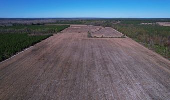 53 86 Acres-TBD Pate Rd, Bishopville, SC 29010