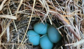 4775 S 50th Rd, Aldrich, MO 65601