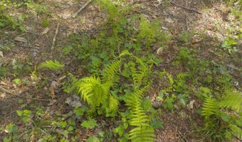 Steve Brown Road, Bean Station, TN 37708