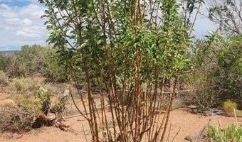 92 CR N5417, Concho, AZ 85924