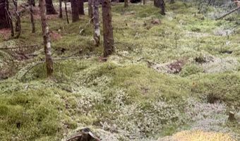 Thorn Hill Road lot 406/22, Bethlehem, NH 03574