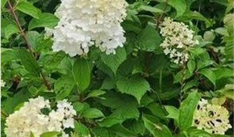 1019 Ash St, Alexandria, MN 56308