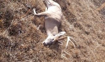 13962 State Highway 95 N, Abbeville, AL 36310