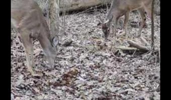 21 6 Holly Ave, Attalla, AL 35954