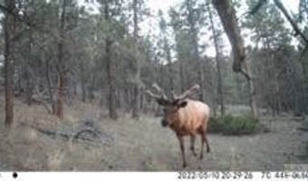7 Bugling Elk, Columbus, MT 59019