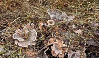 LEE HIGHWAY, Amissville, VA 20106