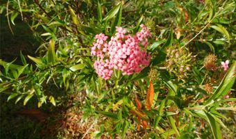 11739 SW LEMON Ave, Arcadia, FL 34269