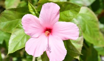 307 YOAKUM Pkwy 606, Alexandria, VA 22304