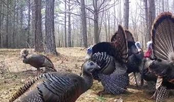 Pleasant Hill Road, Ashland, MS 38603