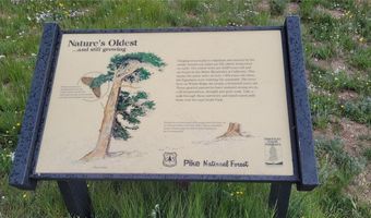 Ms # 17664- LAST ROSE BARRY LYNDON RORY OMORE - 66.66%, Alma, CO 80420