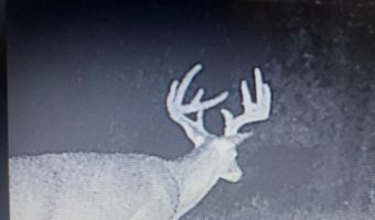 34655 Co Rd 49, Beaverton, AL 35544