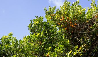 55-546 HUALUA Rd, Hawi, HI 96719