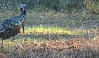 Hwy 9, Bruce, MS 38915