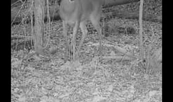 21 6 Holly Ave, Attalla, AL 35954