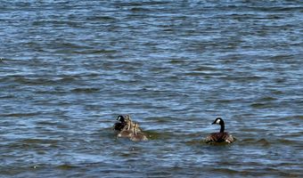 1205 Partridge Point Rd, Alpena, MI 49707
