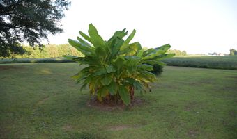 678 Farrow Rd, Bells, TN 38006